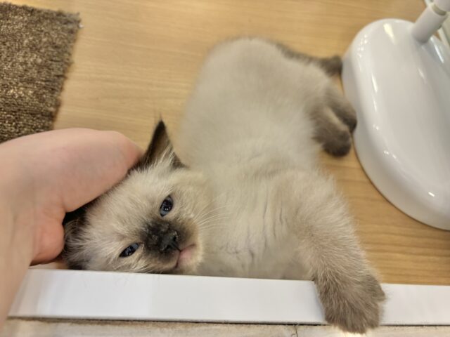 ブリティッシュショートヘア