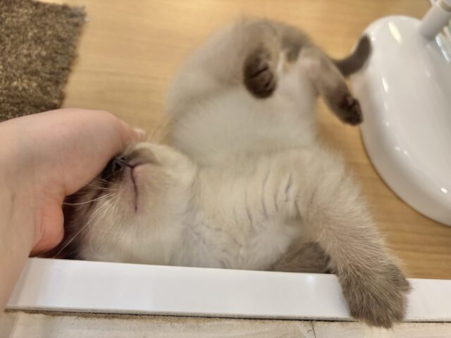 ブリティッシュショートヘア