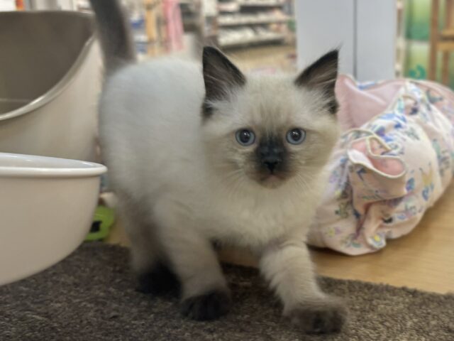 ブリティッシュショートヘア