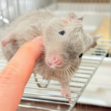 【最新画像更新🪄】たくさんお話聞きたいな♬*°デグー(サンド) 女の子