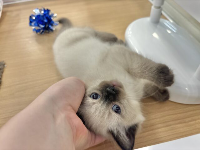 ブリティッシュショートヘア