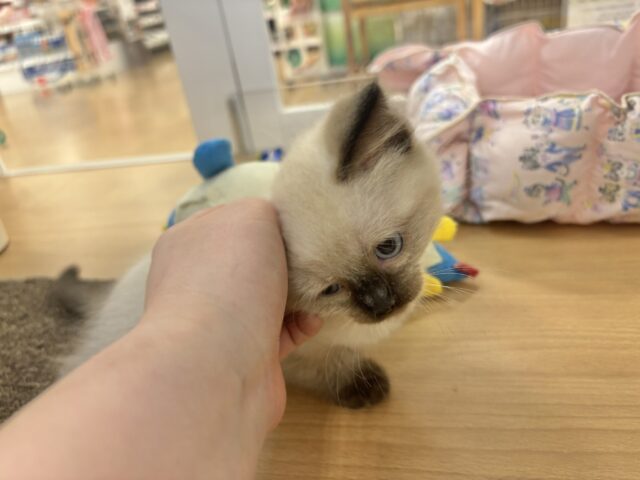 ブリティッシュショートヘア