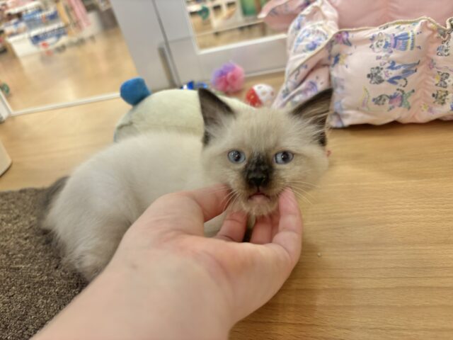 ブリティッシュショートヘア