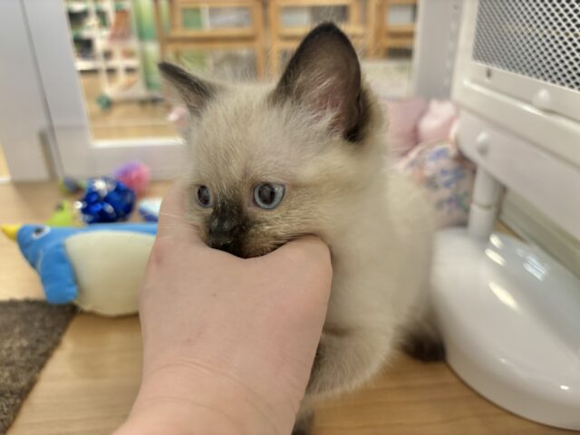 ブリティッシュショートヘア