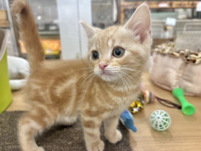 アメリカンショートヘア