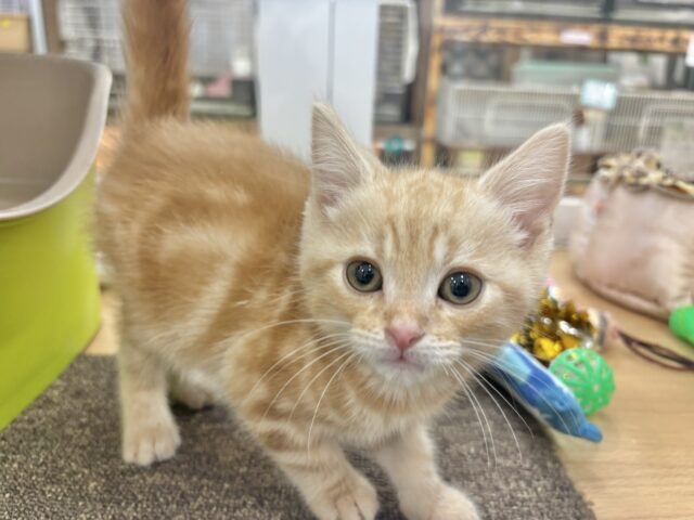 アメリカンショートヘア