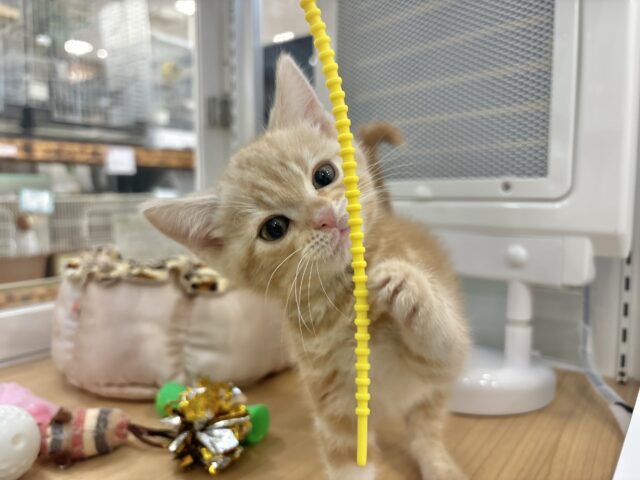 アメリカンショートヘア