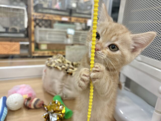 アメリカンショートヘア