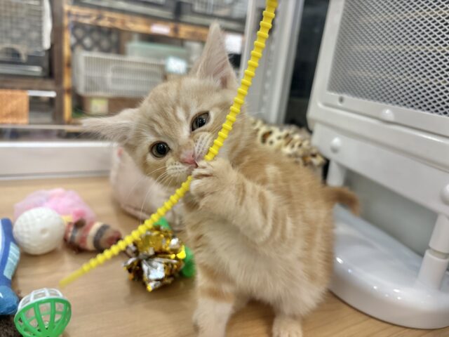 アメリカンショートヘア