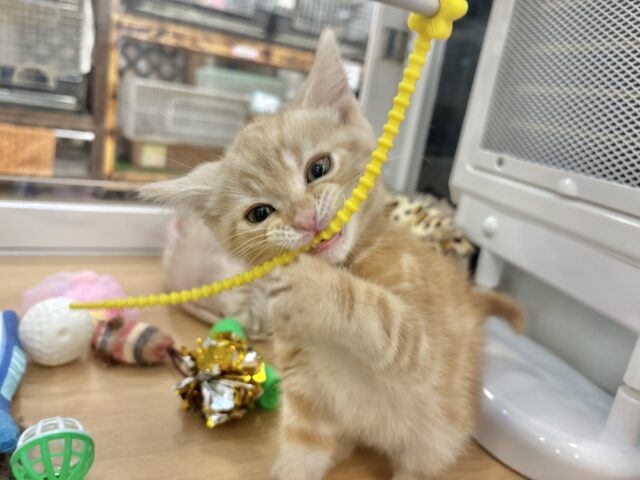 アメリカンショートヘア