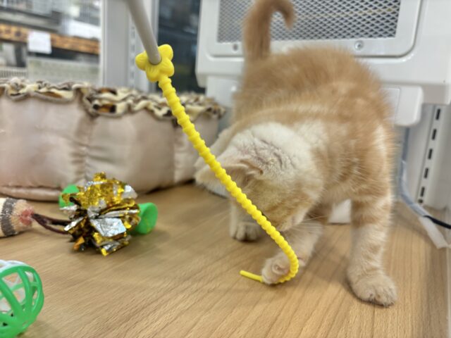 アメリカンショートヘア