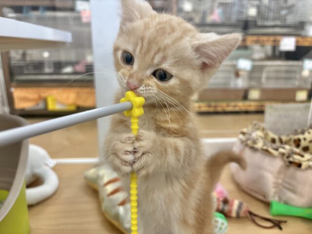 アメリカンショートヘア