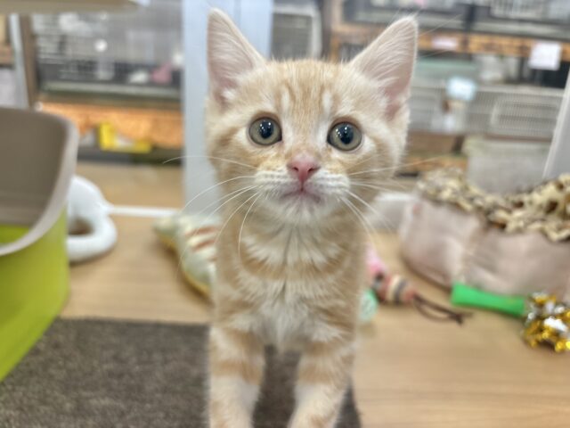 アメリカンショートヘア