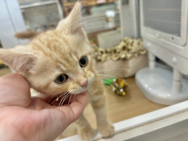 アメリカンショートヘア