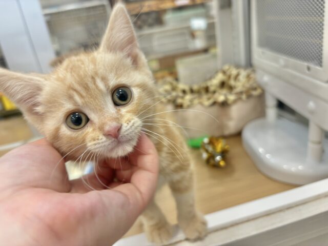 アメリカンショートヘア