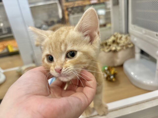 アメリカンショートヘア