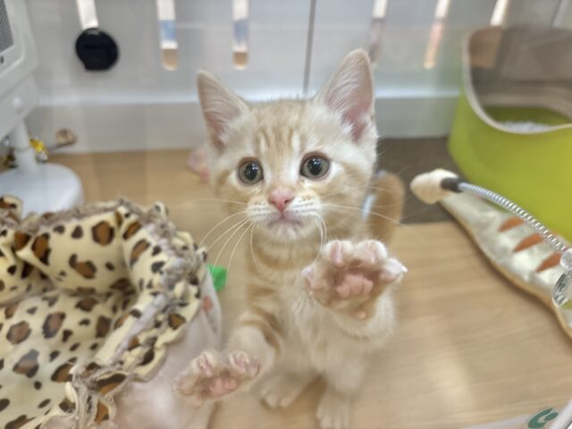 アメリカンショートヘア