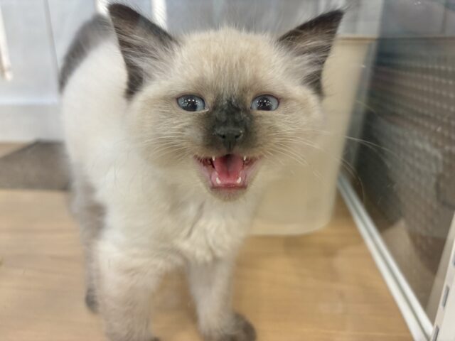 ブリティッシュショートヘア