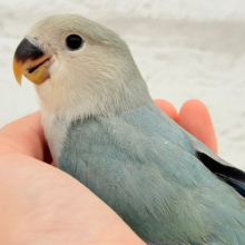 【最新画像更新🪄もうすぐひとり餌‪☆】深海ブルーの輝き🌊🫧コザクラインコ(ブルーチェリー) ヒナ