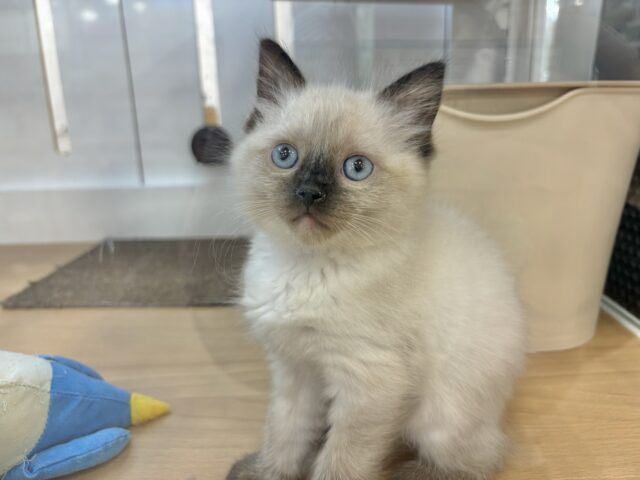 ブリティッシュショートヘア