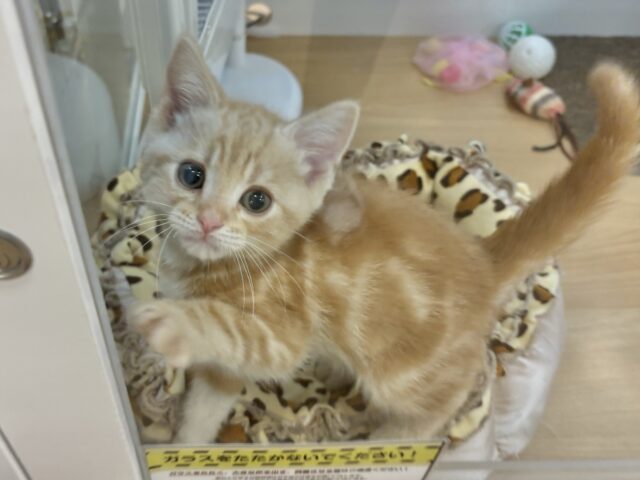 アメリカンショートヘア