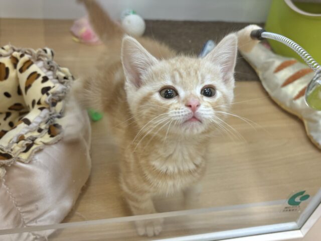 アメリカンショートヘア