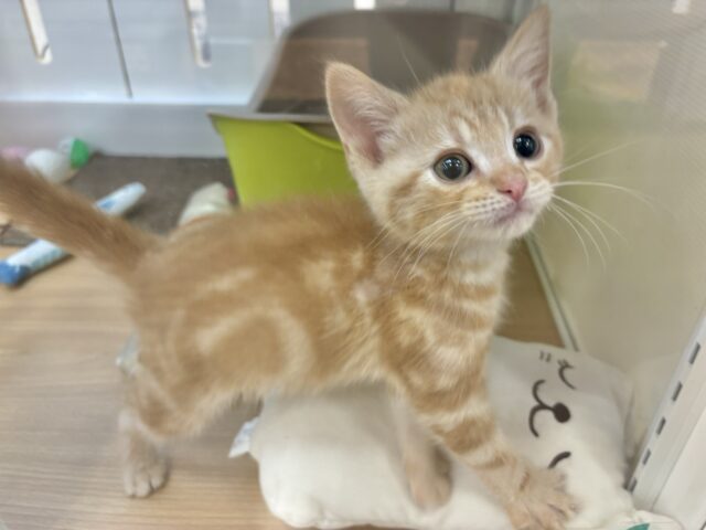 アメリカンショートヘア