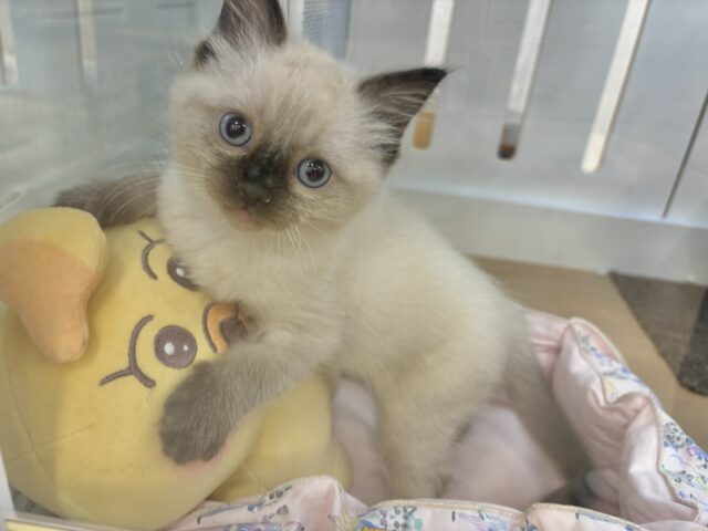 ブリティッシュショートヘア