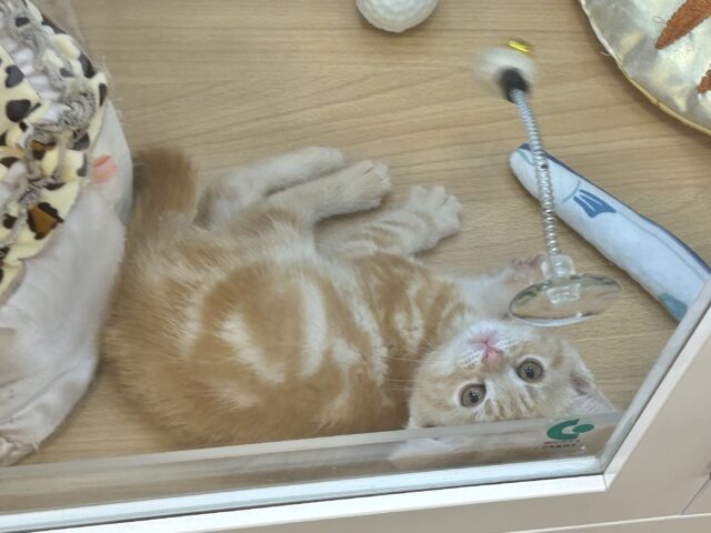 アメリカンショートヘア