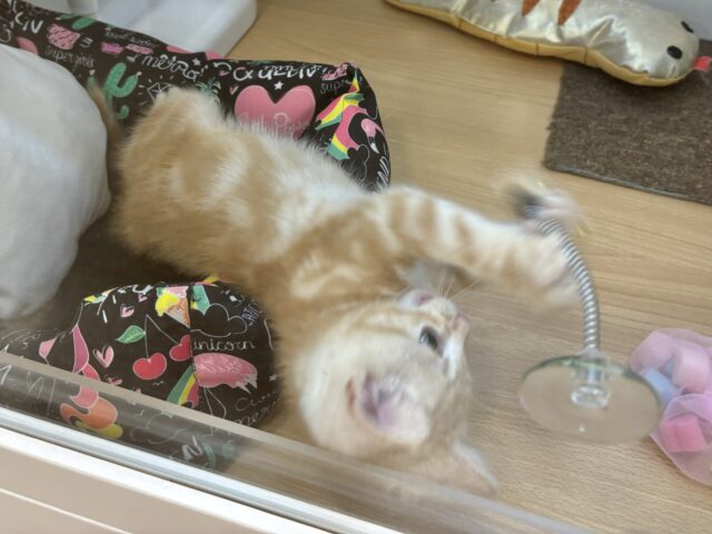 アメリカンショートヘア