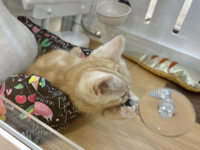 アメリカンショートヘア