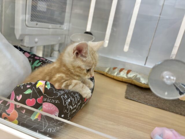 アメリカンショートヘア