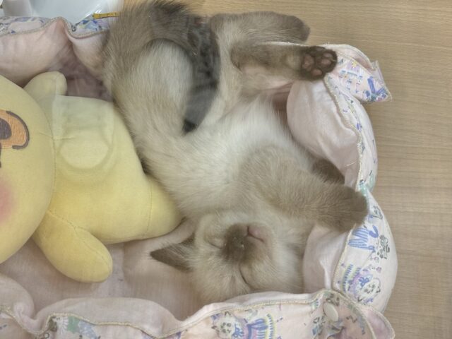 ブリティッシュショートヘア