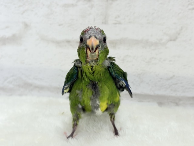 キガシラアオハシインコ