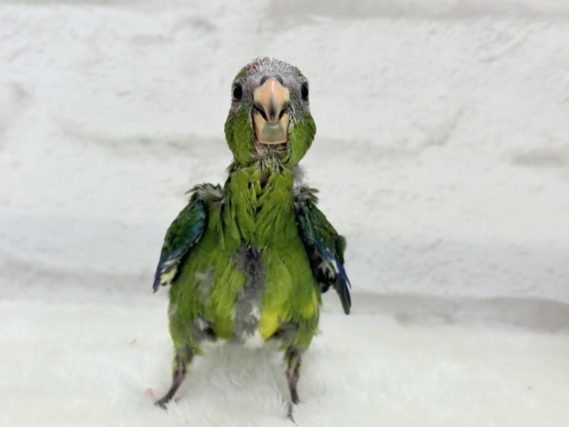 キガシラアオハシインコ