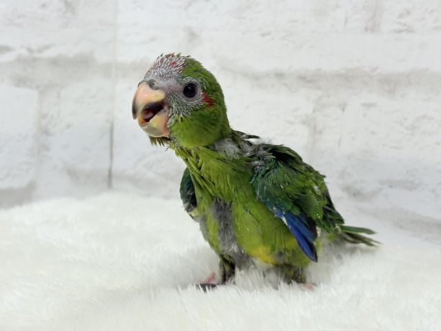 キガシラアオハシインコ