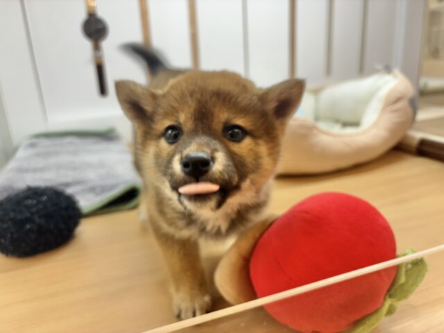 柴犬
