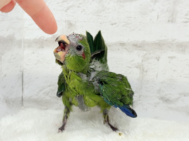 キガシラアオハシインコ
