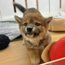 大喜びの激かわ大爆発♥柴犬ちゃん！