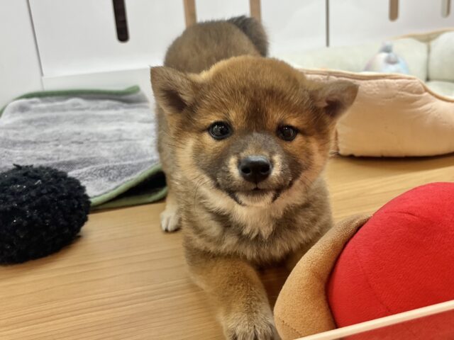 柴犬