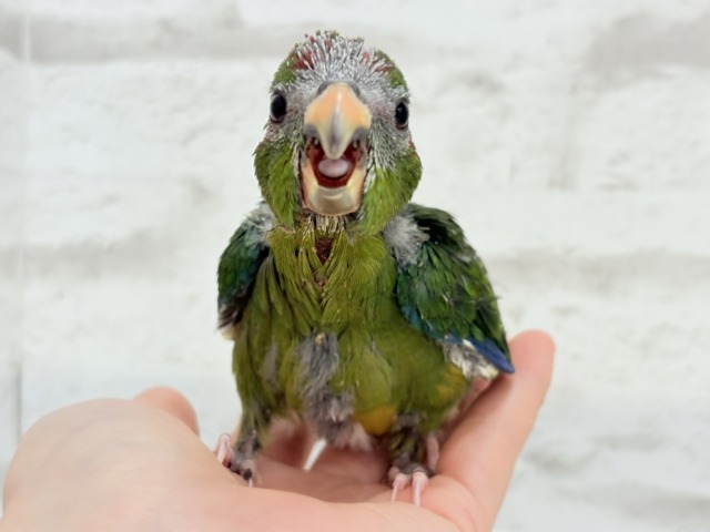 キガシラアオハシインコ