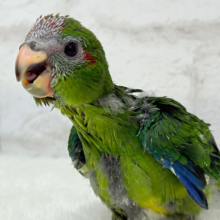 【最新画像更新🪄】毎日の成長が楽しみ♬*°キガシラアオハシインコ(ノーマル) ヒナ