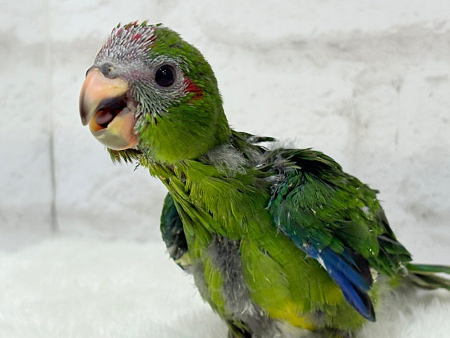 【最新画像更新🪄】毎日の成長が楽しみ♬*°キガシラアオハシインコ(ノーマル) ヒナ