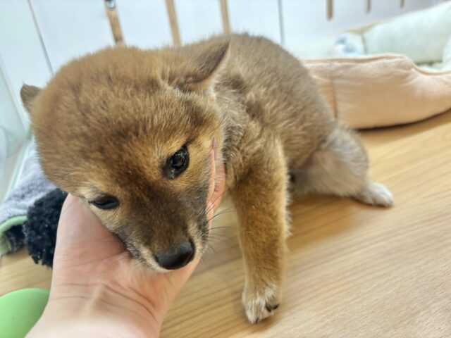 柴犬