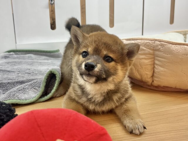 柴犬