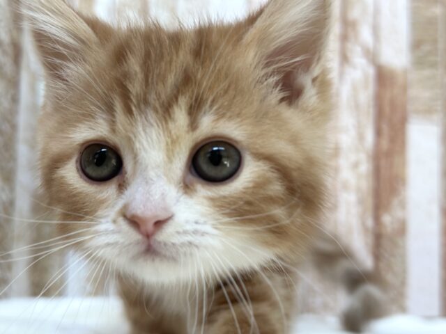 スコティッシュストレート