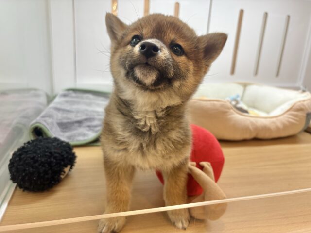 柴犬