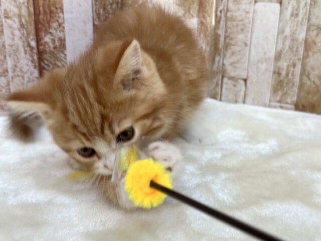 スコティッシュストレート