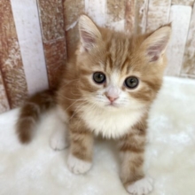 立ち耳スコちゃん🧡🤍スコティッシュ・ストレート（レッドタビー＆ホワイト）2026年1月3日生まれ　女の子