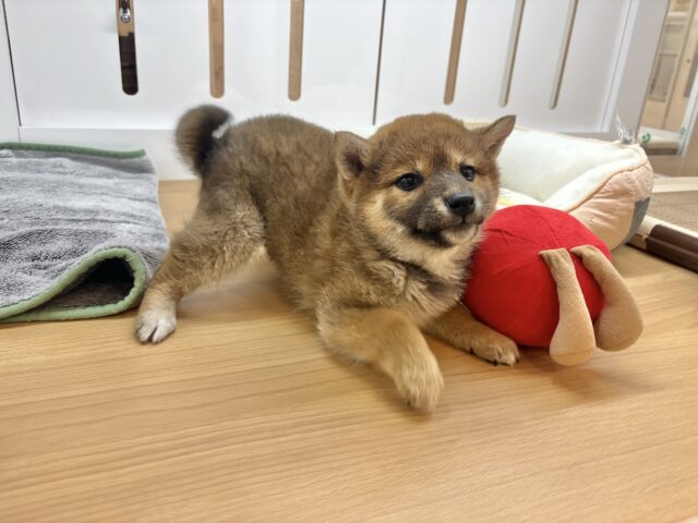 柴犬